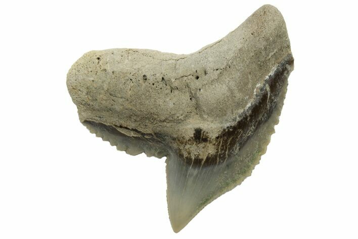 Fossil Tiger Shark (Galeocerdo) Tooth - Aurora, NC #237977